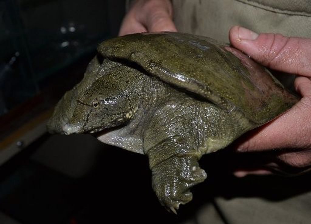 Soft Shell Turtles