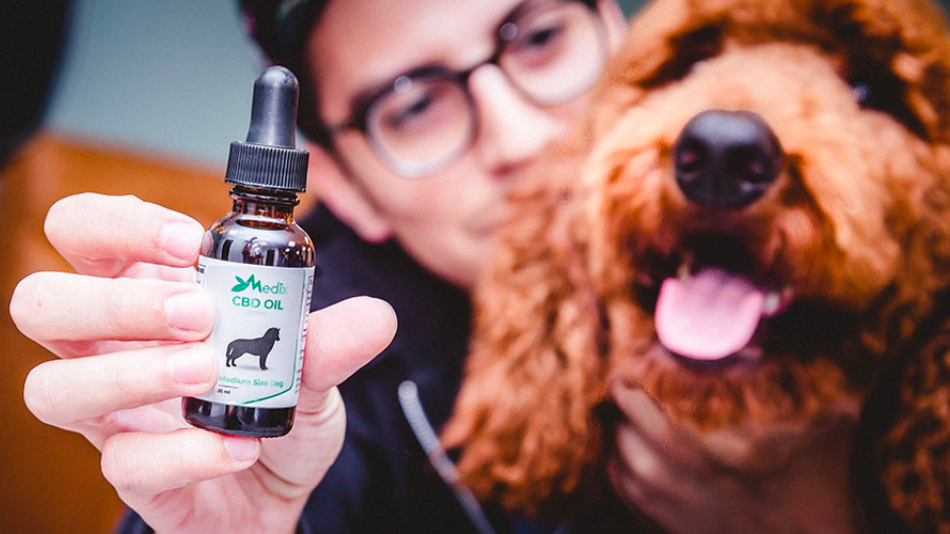 cbd oil for dogs