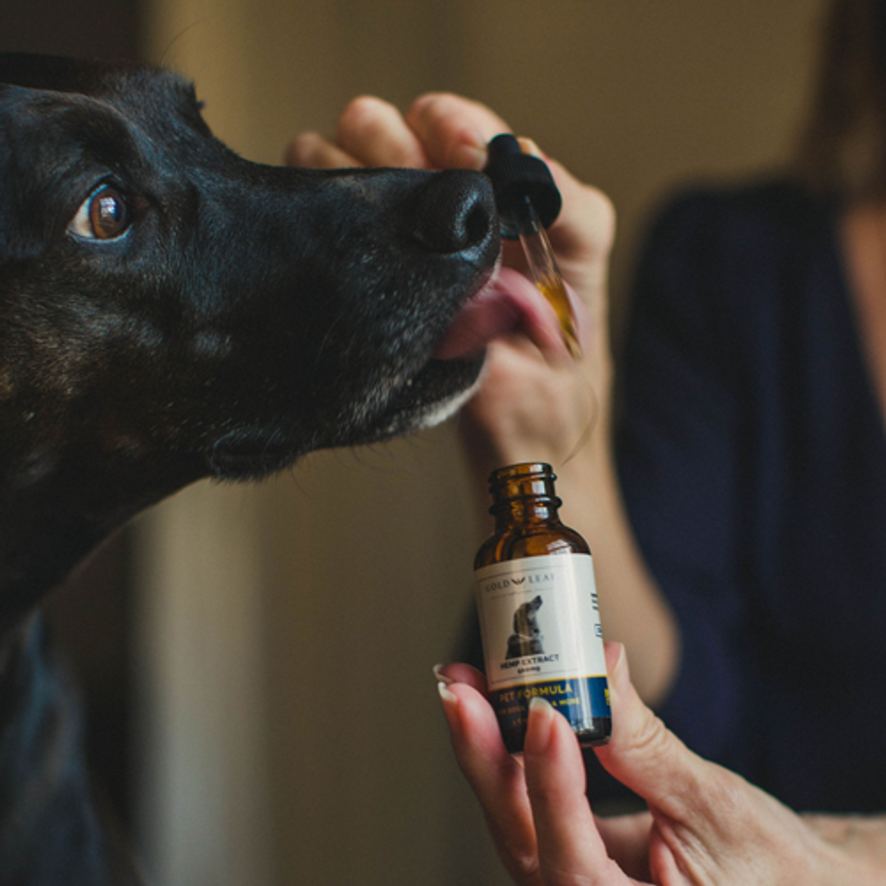 CBD Treats for Dogs