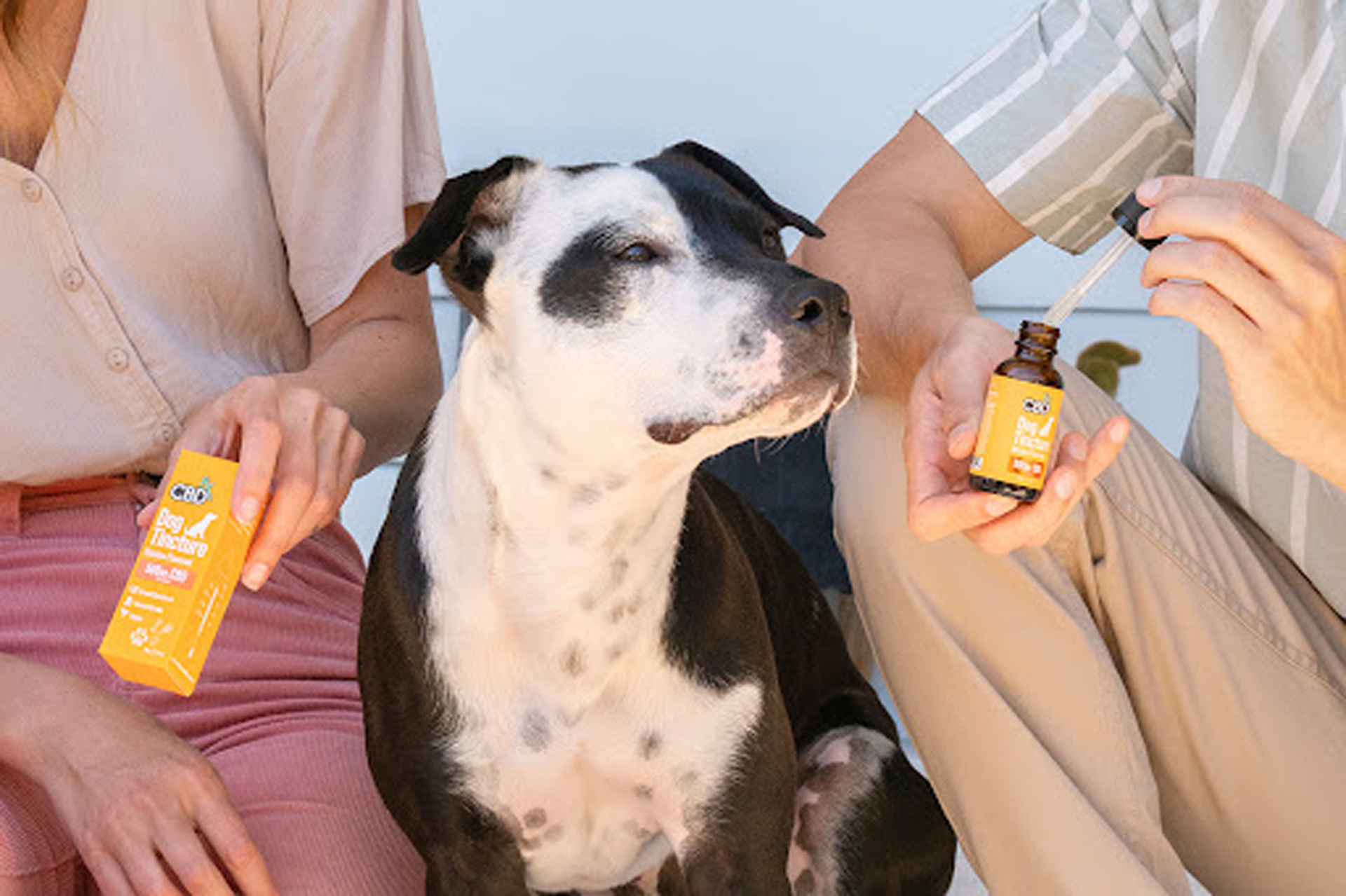 CBD Oil for Dog